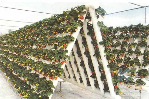 無土栽培，無土栽培技術，無土栽培設備