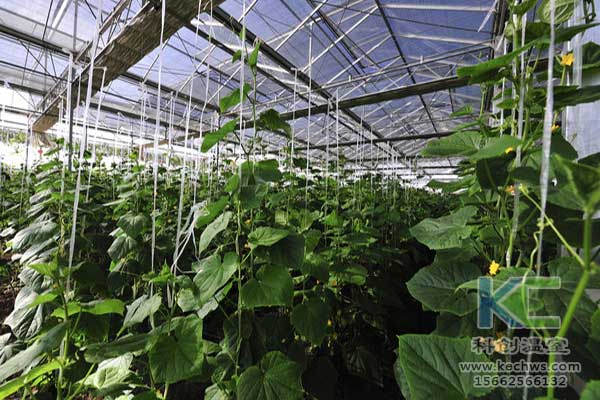 無(wú)土栽培，無(wú)土栽培技術(shù)，無(wú)土栽培設(shè)備