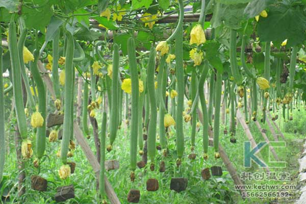 無土栽培,無土栽培技術(shù),無土栽培設(shè)備