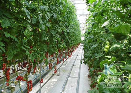 無土栽培，無土栽培技術，無土栽培設備