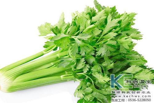 無土栽培,無土栽培技術,無土栽培設備