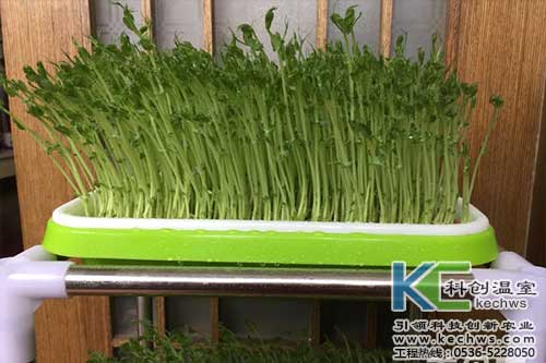 無土栽培,無土栽培技術(shù),無土栽培設(shè)備