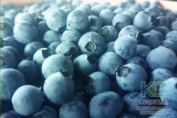 無土栽培，無土栽培技術，無土栽培設備