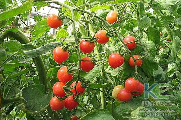 無土栽培，無土栽培技術(shù)，無土栽培設(shè)備