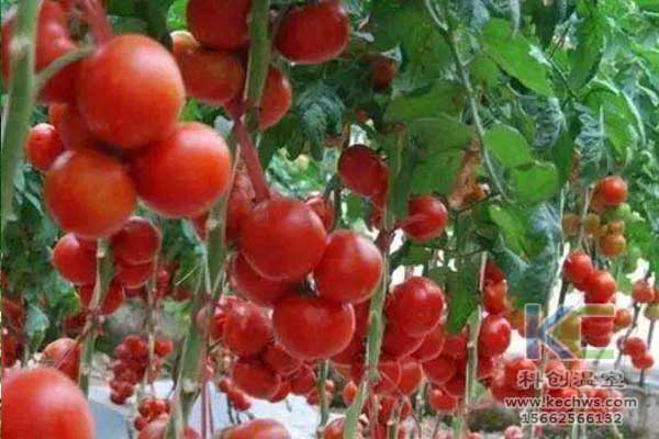 無土栽培，無土栽培技術(shù)，無土栽培設(shè)備