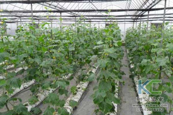 無土栽培，無土栽培技術(shù)，無土栽培設(shè)備