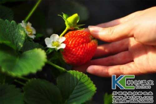 無土栽培，無土栽培技術，無土栽培設備