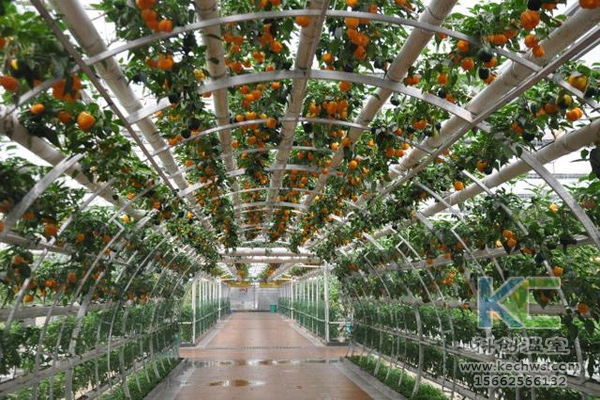 無土栽培,無土栽培技術,無土栽培設備