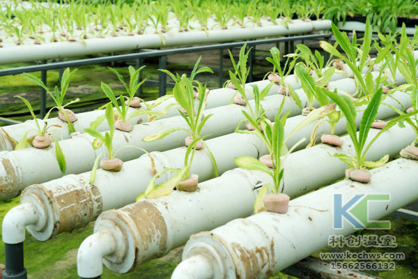 無土栽培,無土栽培技術(shù),無土栽培設(shè)備