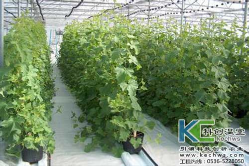 無(wú)土栽培，無(wú)土栽培技術(shù)，無(wú)土栽培設(shè)備