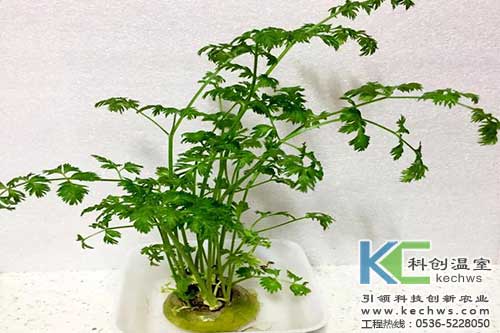 無土栽培,無土栽培技術,無土栽培設備