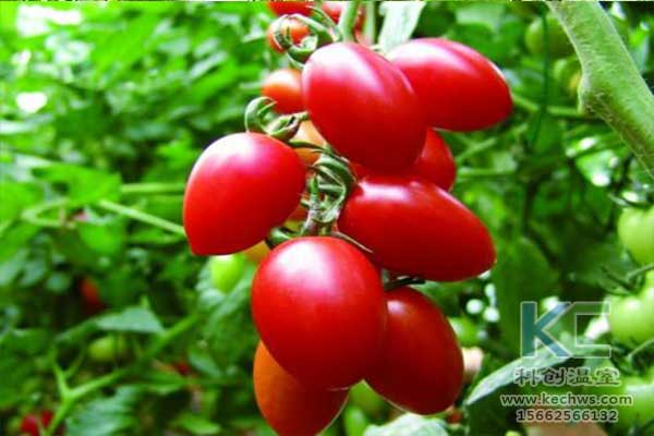 無土栽培，無土栽培技術(shù)，無土栽培設(shè)備