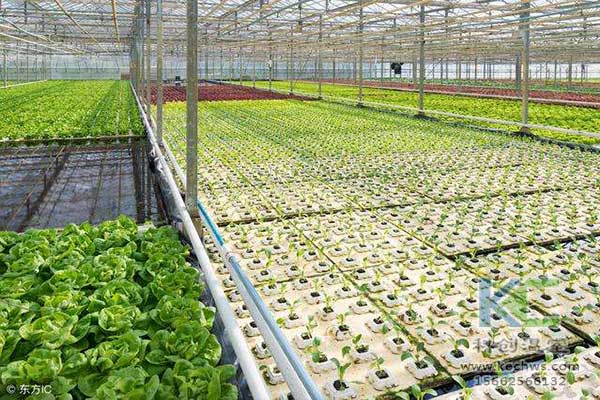 無(wú)土栽培，無(wú)土栽培技術(shù)，無(wú)土栽培設(shè)備