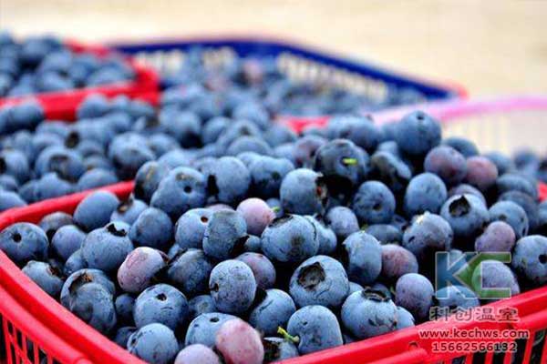 無土栽培，無土栽培技術，無土栽培設備