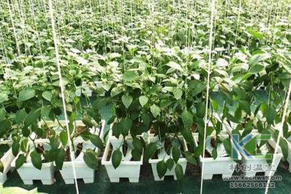無土栽培技術，休閑農業，無土栽培，溫室大棚