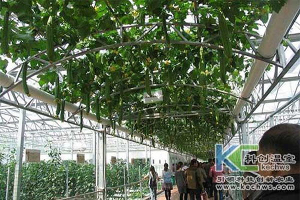 無土栽培,無土栽培技術(shù),無土栽培設(shè)備