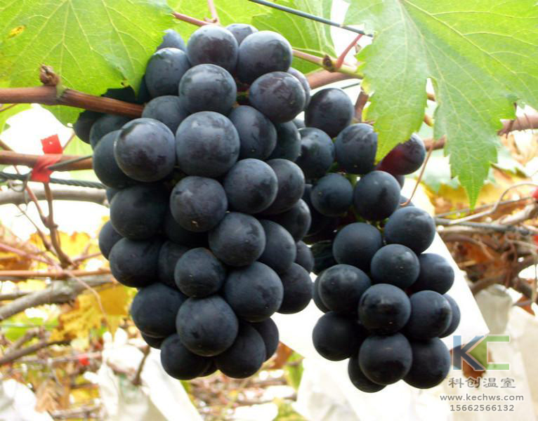 無土栽培，無土栽培技術，無土栽培設備