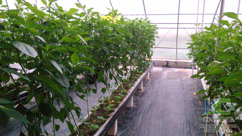 無土栽培，無土栽培技術，無土栽培設備