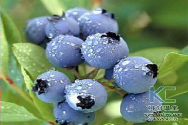 無土栽培，無土栽培技術，無土栽培設備