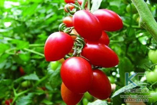 休閑農業，無土栽培技術，無土栽培，溫室大棚