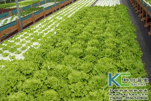無土栽培，無土栽培技術，無土栽培設備
