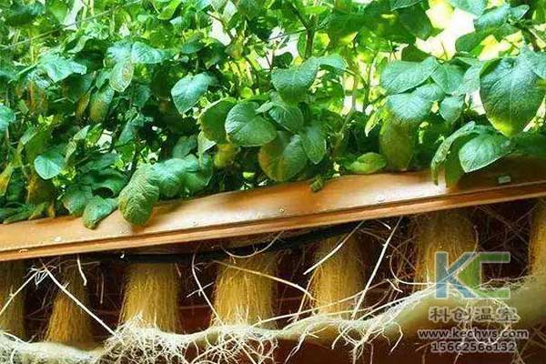 無土栽培，無土栽培技術(shù)，無土栽培設(shè)備