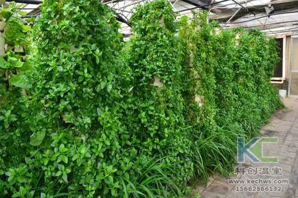 無土栽培,無土栽培技術(shù),無土栽培設備