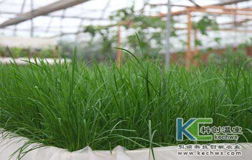 無土栽培，無土栽培技術(shù)，無土栽培設(shè)備