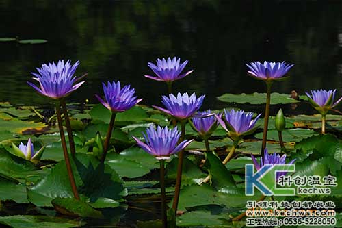 無土栽培，無土栽培技術(shù)，無土栽培設(shè)備