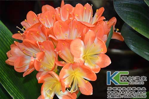 無土栽培,無土栽培技術(shù),無土栽培設(shè)備