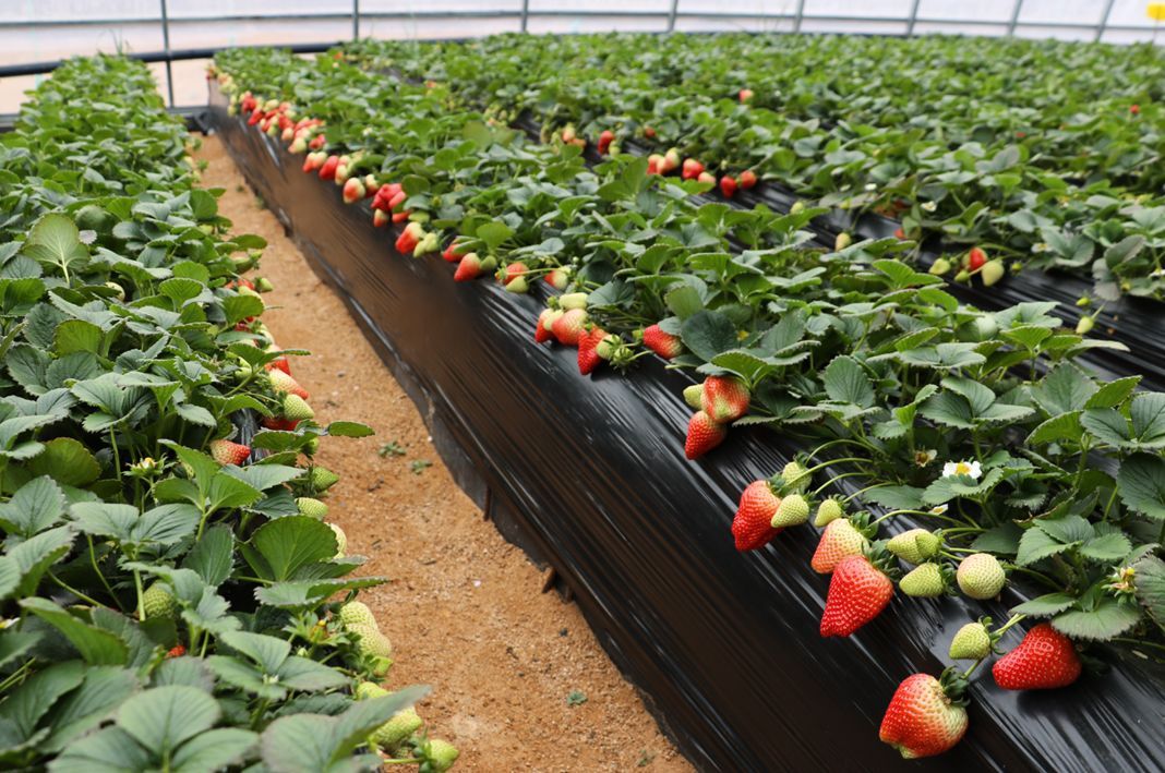 無土栽培，無土栽培技術，無土栽培設備