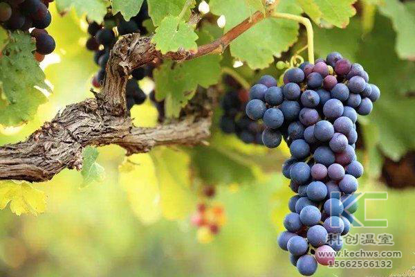 無土栽培,無土栽培技術,無土栽培設備