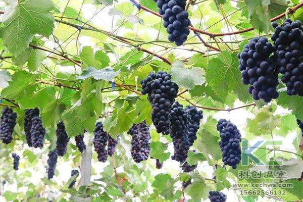 無土栽培,無土栽培技術,無土栽培設備