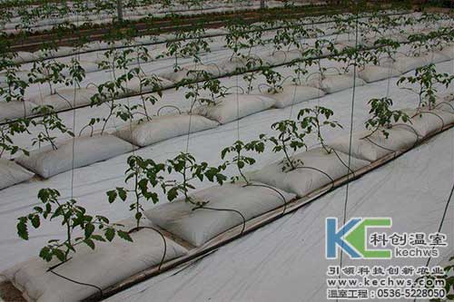 無土栽培，無土栽培技術，無土栽培設備