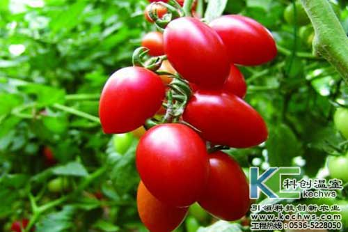 無土栽培,無土栽培技術,無土栽培設備