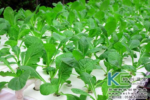 無土栽培，無土栽培技術，無土栽培設備