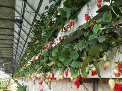 無土栽培，無土栽培技術，無土栽培設備