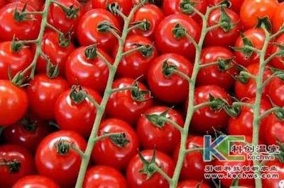 無土栽培技術，魚菜共生系統，無土栽培，溫室大棚