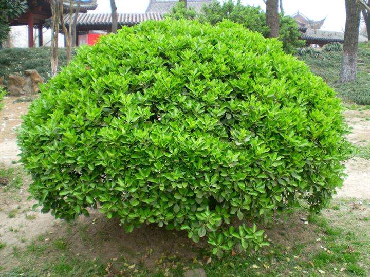 無(wú)土栽培，無(wú)土栽培技術(shù)，無(wú)土栽培設(shè)備