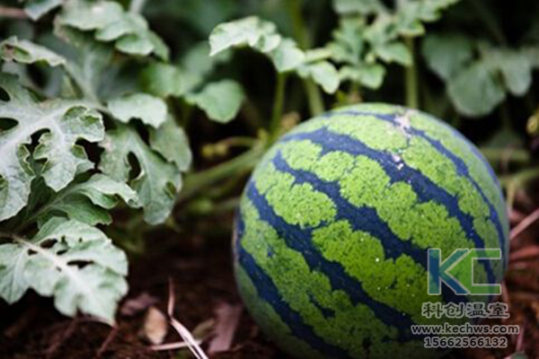 無土栽培，無土栽培技術，無土栽培設備