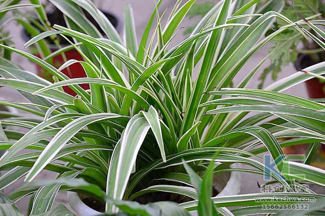 無土栽培，無土栽培技術，無土栽培設備