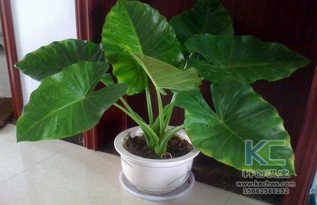 無土栽培，無土栽培技術，無土栽培設備