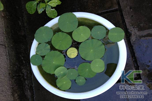 無(wú)土栽培，無(wú)土栽培技術(shù)，無(wú)土栽培設(shè)備