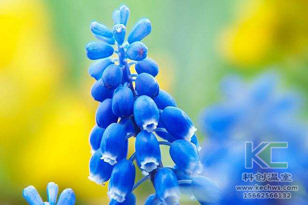 無土栽培，無土栽培技術(shù)，無土栽培設(shè)備