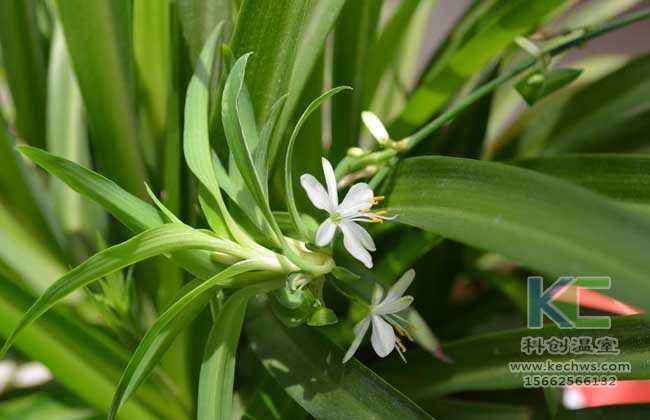 無土栽培，無土栽培技術，無土栽培設備