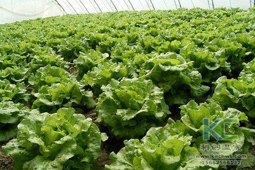 無土栽培，無土栽培技術(shù)，無土栽培設備