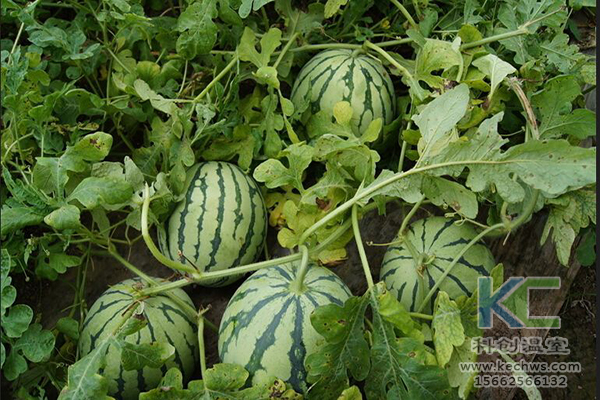 無土栽培，無土栽培技術，無土栽培設備
