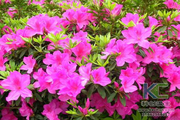 無土栽培,無土栽培技術,無土栽培設備