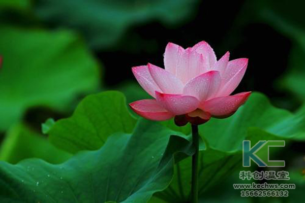 無土栽培，無土栽培技術，無土栽培設備