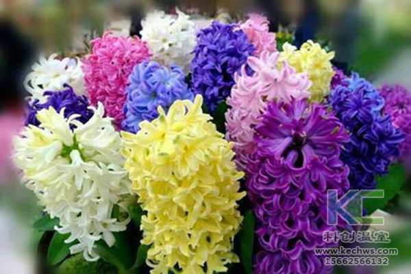 無土栽培，無土栽培技術(shù)，無土栽培設(shè)備